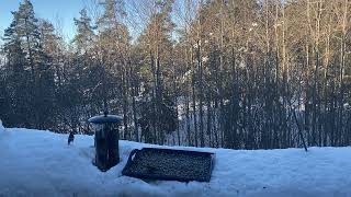 Redpoll birds at the feeder🐦‍⬛🐦‍⬛🐦‍⬛ [upl. by Henryetta]