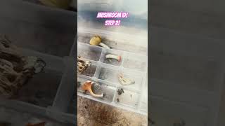 How to ID a Mushroom Part 2 education mushrooms mycology mushroom nature naturelovers [upl. by Maisie250]