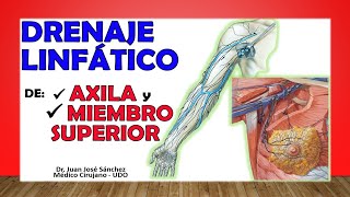 🥇 DRENAJE LINFÁTICO del MIEMBRO SUPERIOR y la AXILA Ganglios Axilares [upl. by Aiekal]