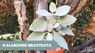 KALANCHOE BRACTEATA  Cuchara de Plata [upl. by Pry]