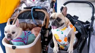 Best Dog Jogging Strollers for Every Pet and Owner [upl. by Denoting]