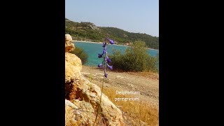 Salamina flora΄ Part 1  Χλωρίδα Σαλαμίνας Μέρος Α [upl. by Fahland358]