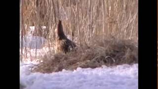 Female Ringnecked Pheasants [upl. by Holcman]