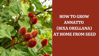 How to Grow Annatto  Bixa Orellana at Home from Seed [upl. by Kopp]