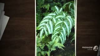 Pteris  garden plants [upl. by Yud]