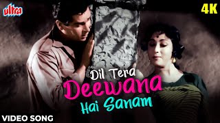 दिल तेरा दीवाना है सनम 4K Song  Shammi Kapoor  Lata Mangeshkar Mohd Rafi  Evergreen Songs [upl. by Harvard]