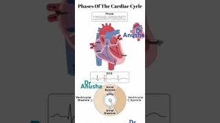 cardiac cycle phases [upl. by Morissa811]