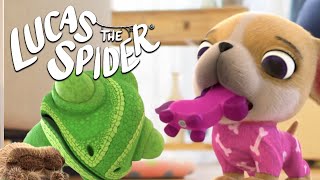 Avocados Puppy Chew Toy is TOO LOUD  Lucas The Spider [upl. by Anev]