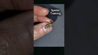 Training My Jumping Spider How to Hunt Food gagamba jumpingspider [upl. by Elyrrad]