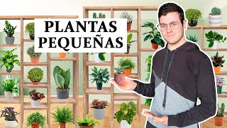 TOP 8 plantas para espacios pequeños de interior [upl. by Adao]