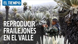 Inaugurarán centro de investigación para reproducir frailejones en el Valle del Cauca  EL TIEMPO [upl. by Eiliab]