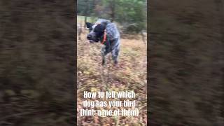 My German Wirehaired pointer and wirehaired pointing griffon let me down germanwirehairedpointer [upl. by Simona]