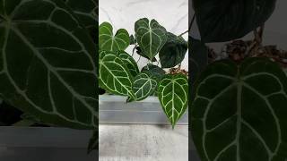 Anthuriums 🪴💚 plants houseplants anthurium [upl. by Morra]