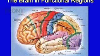 What Are Brain Tumors [upl. by Luana]