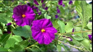 Blue Potato Bush Lycianthes Rantonnetii [upl. by Annahgiel]