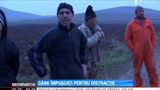 Treizeci de câini au fost împuşcaţi pentru distracție de câţiva vânători [upl. by Lennej]