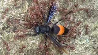 Weaver Ants caught a big hornet and are pulling it up a tree [upl. by Darn962]