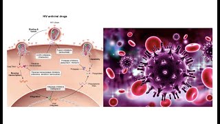 NBME 25  Block 1 Question 17 Review USMLE [upl. by Noyk]