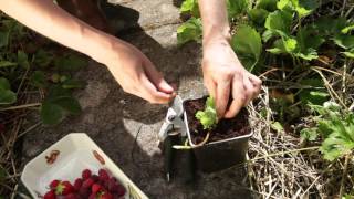 How to propagate strawberry plants [upl. by Caiaphas]