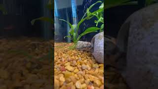 Pictus catfish swimming aquarium fish aquariumfish catfish [upl. by Telfer]