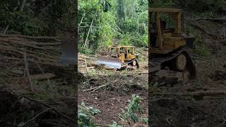 Innovative Techniques with D6R XL Bulldozers in Palm Oil Farming [upl. by Godbeare878]