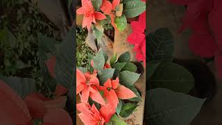 Poinsettia Plant Real Colors Varieties Beauty Nature Garden [upl. by Latona]