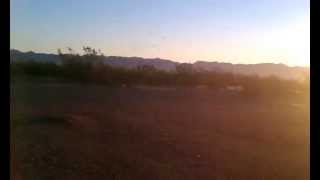 Pheidole xerophila males swarming  Mojave Desert 8222014 [upl. by Ciapha995]