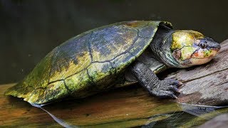 Madagascar BigHeaded Turtle  Animal of the Week [upl. by Evan702]