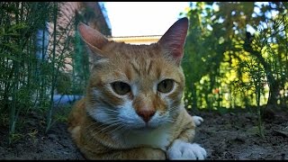 10 Benefits of Owning a Cat [upl. by Ecneitap]