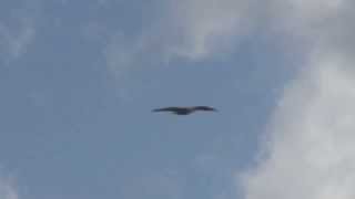 Bald Eagle Soaring [upl. by Eseneg]