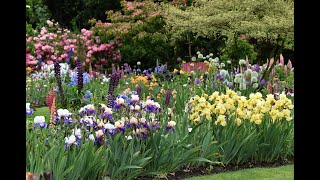 Iris Gardens and Companion Plants [upl. by Assedo]