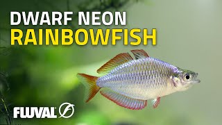 Species Spotlight  Dwarf Neon Rainbowfish [upl. by Arutek]