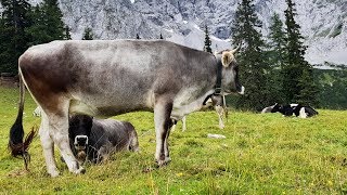 Karwendel Höhenweg [upl. by Gable]