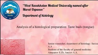 Analysis of the histological preparation Taste buds tongue [upl. by Bodwell]