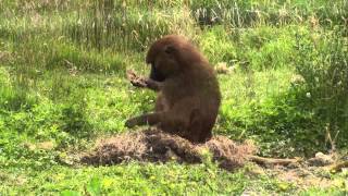 baboon enrichment hessian sacks [upl. by Whitford]