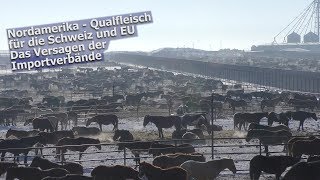 PferdeQualfleisch aus Nordamerika  2019 [upl. by Adnilg568]