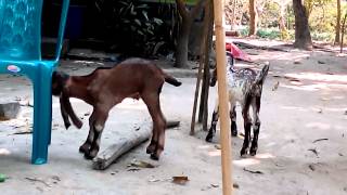 jamunapari goat in Bangladesh [upl. by Purdy]