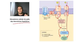 Histologia das Glândulas Endócrinas [upl. by Hatch]