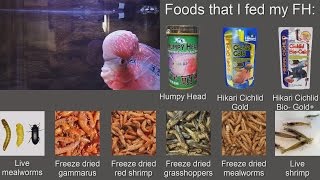 Flowerhorn Foods List [upl. by Yeruoc]