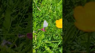 A splendid little Small Blue on the Dunstable Downs [upl. by Ativla]