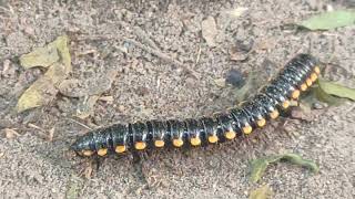 Millipede covered with Road dust 😱😨🐛millipedes millipede millipedetoy kenno worms keeda road [upl. by Elayne]