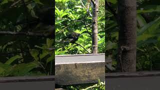 Bird bathing at Tiritiri Matangi Island Scientific Reserve [upl. by Verdha]