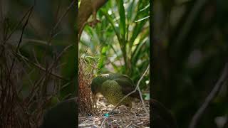 Satin bowerbirds make such robotic movements sometimes Goes well with the obscure sounds [upl. by Ebanreb809]