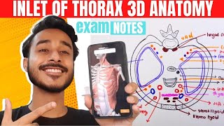 Thoracic Inlet Anatomy 3D  Inlets of thorax anatomy  Superior Thoracic Aperture Anatomy [upl. by Corwin]