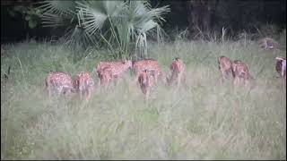 Inside Tadoba Andheri Tiger Reserve Maharashtra [upl. by Hafirahs734]