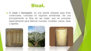 FIBRAS VEGETALES Ing Industrial [upl. by Mesics]