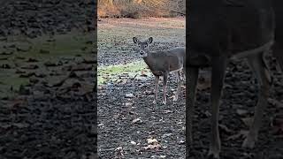 Two white tailed deer walking close to me at core creek park Low water result of 42 days of no rain [upl. by Ellehcsor]