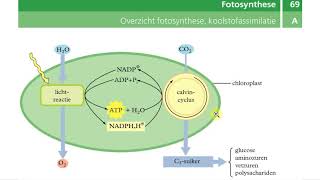 Binas tabellen  Dissimilatie fotosynthese [upl. by Seldan]