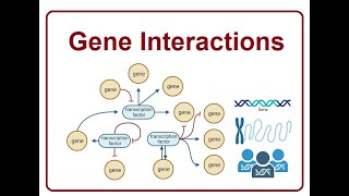 Gene Interactions  A Complex Dance  2024 [upl. by Patrizio376]