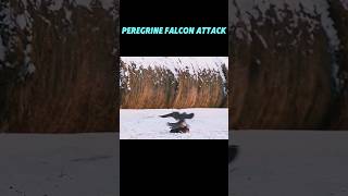 PEREGRINE FALCON ATTACK trending falcon birds animals peregrinefalcon eagle youtubeshorts [upl. by Keir337]